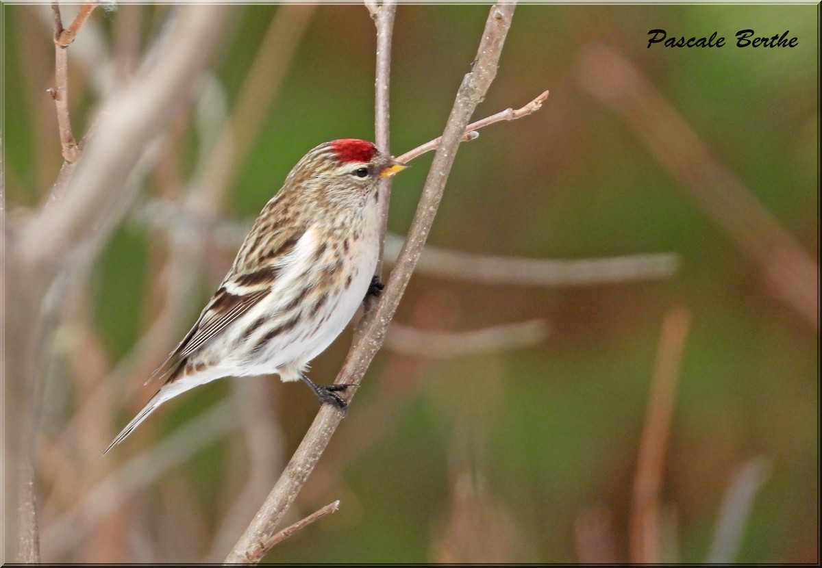Redpoll (Common) - ML615764938