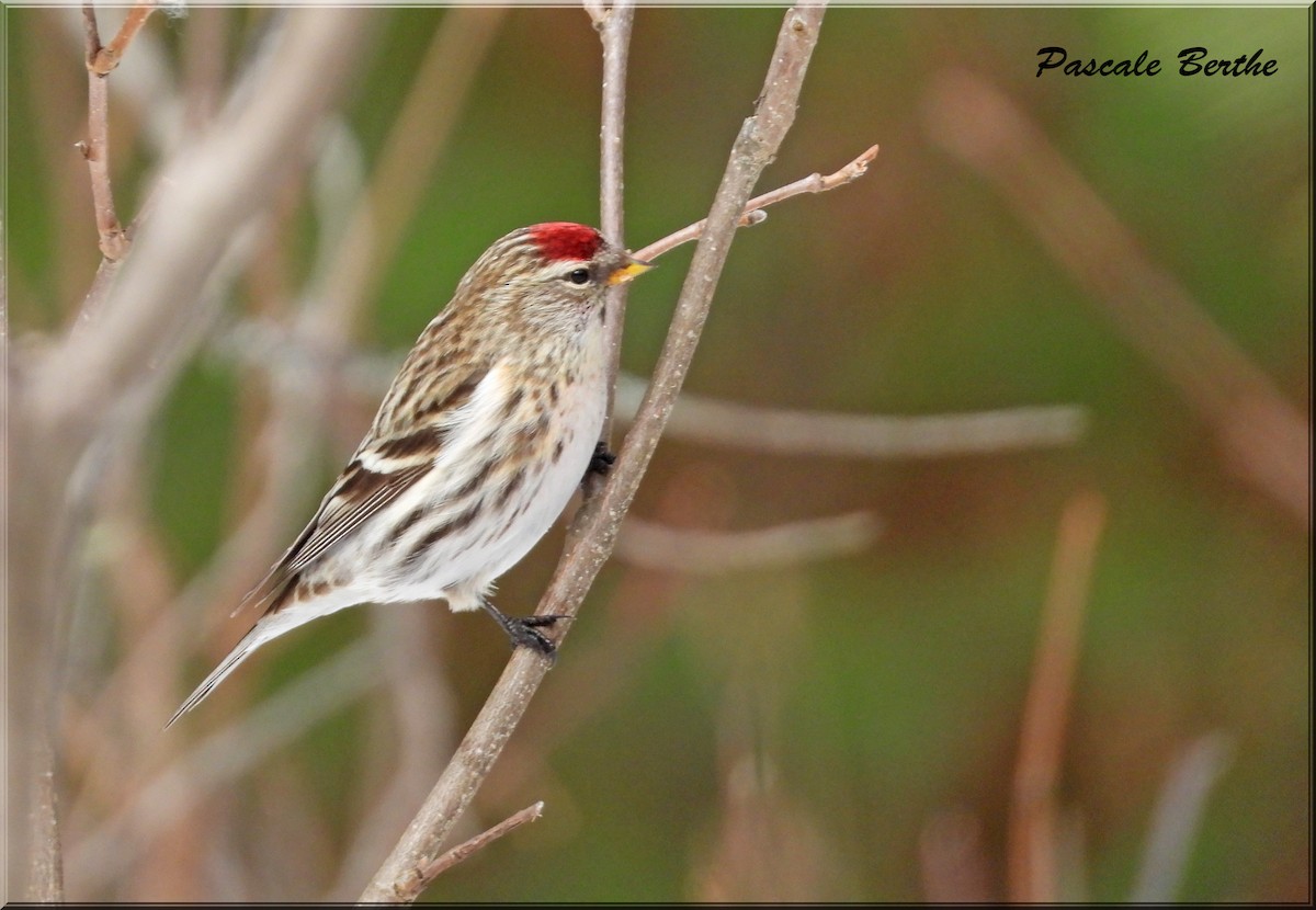 Common Redpoll - ML615764938