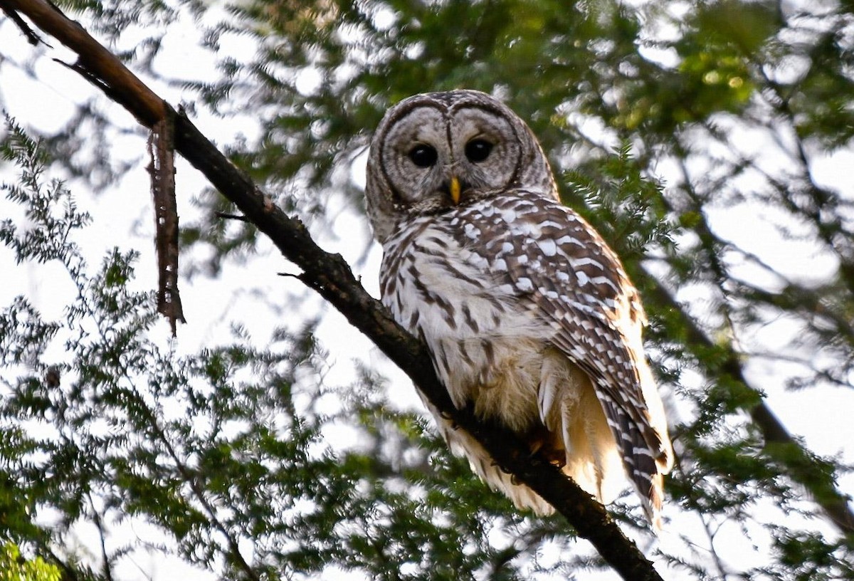 Barred Owl - Florence Blais