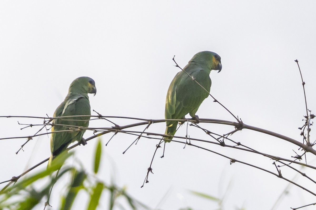 Orange-winged Parrot - Obie Gilkerson