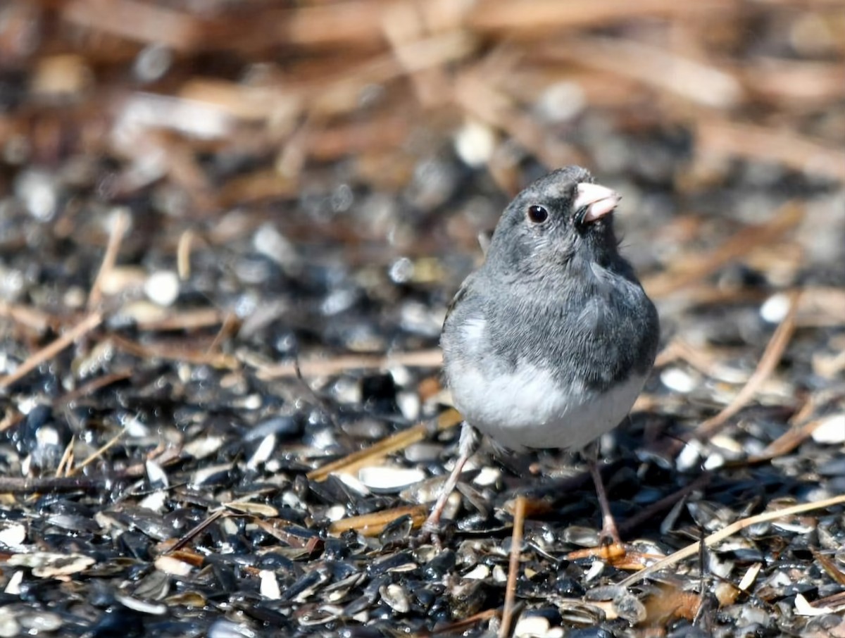 Dark-eyed Junco - ML615764973