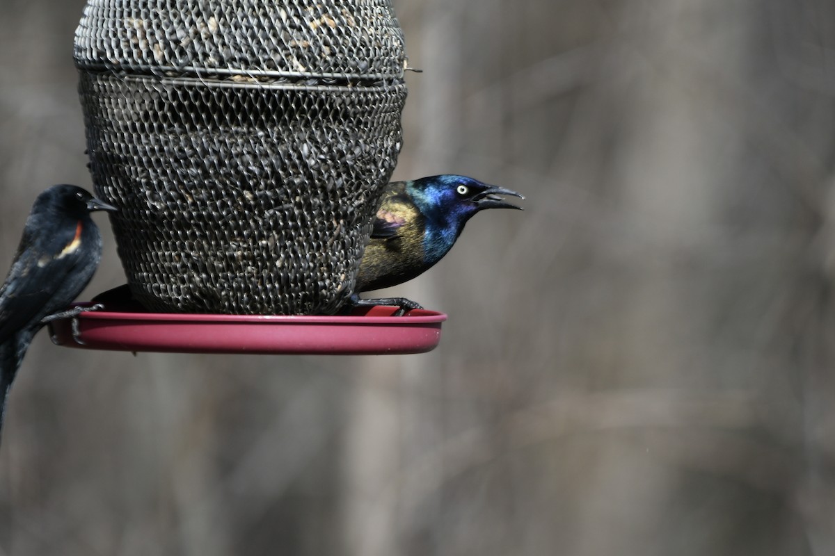 Common Grackle - Florence Blais