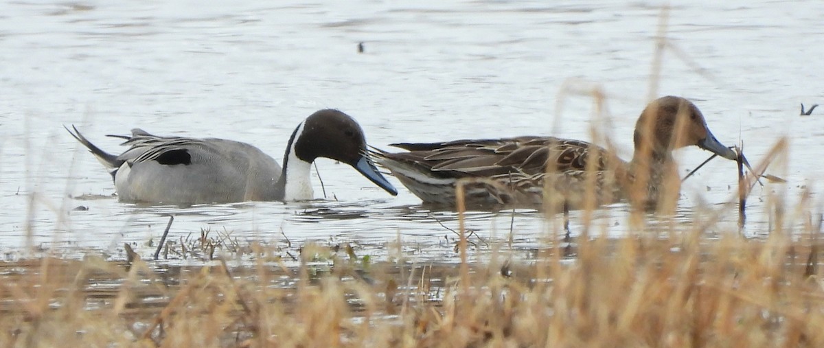 Northern Pintail - ML615765017