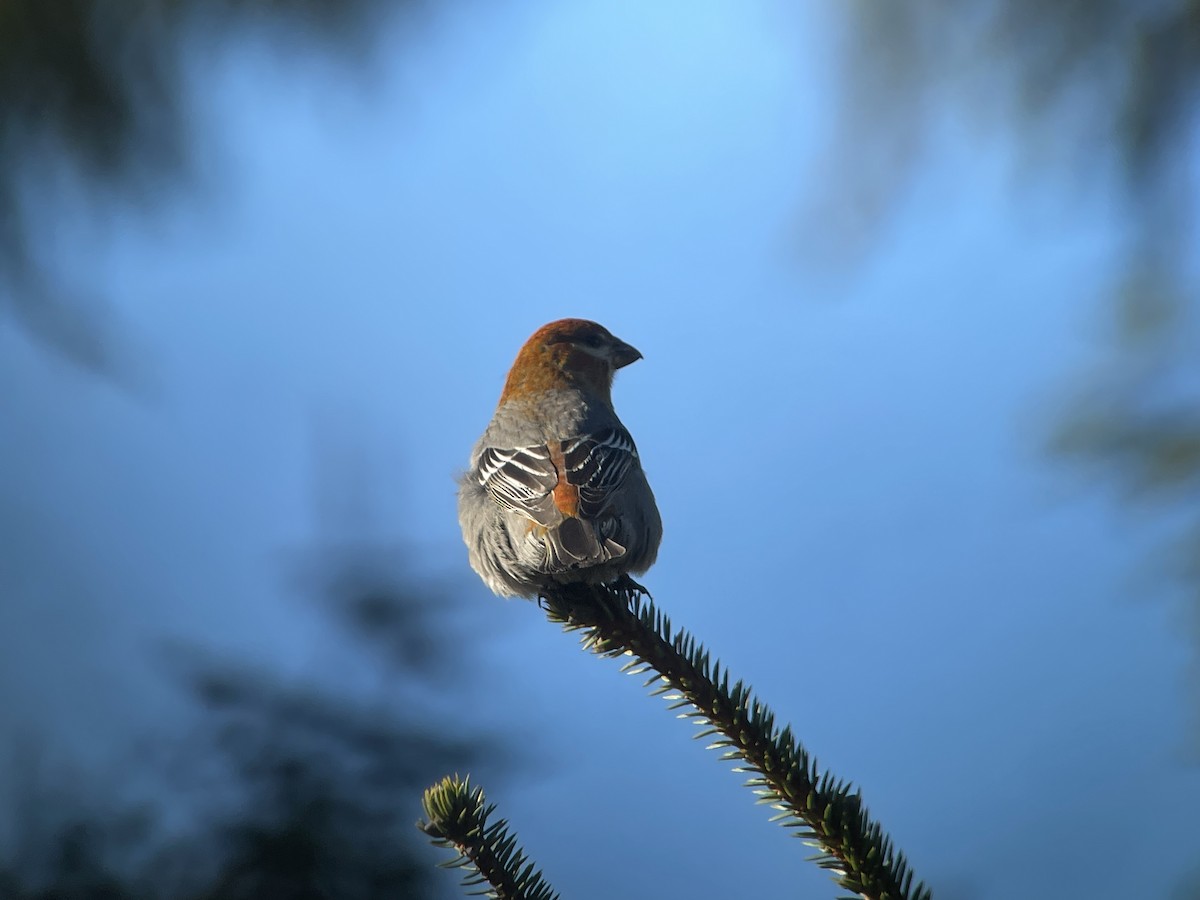 Pine Grosbeak - ML615765036