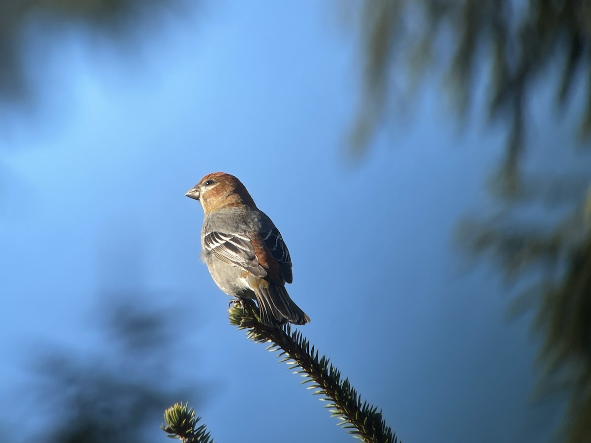 Pine Grosbeak - ML615765037