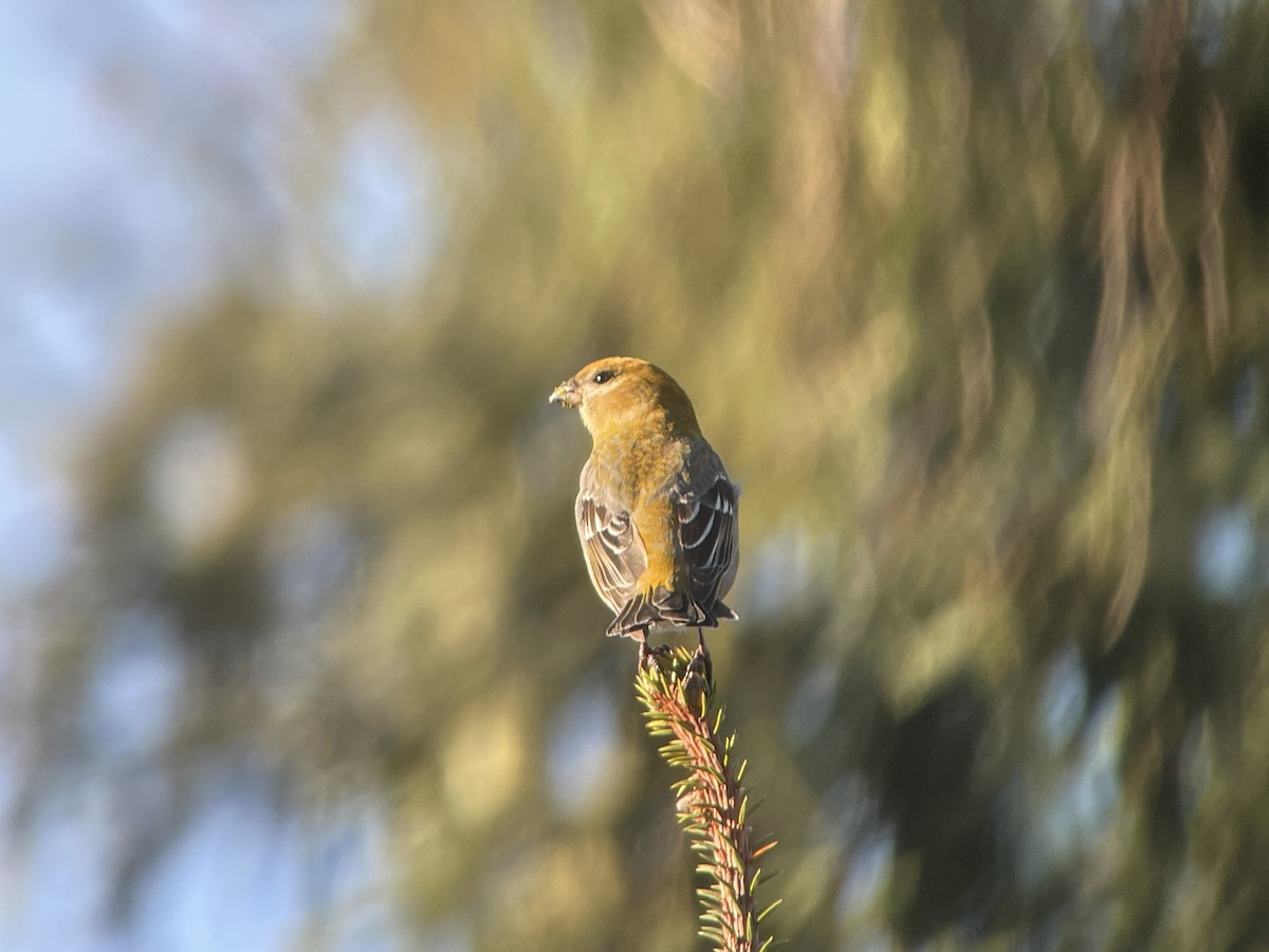 Pine Grosbeak - Bill Shelmerdine