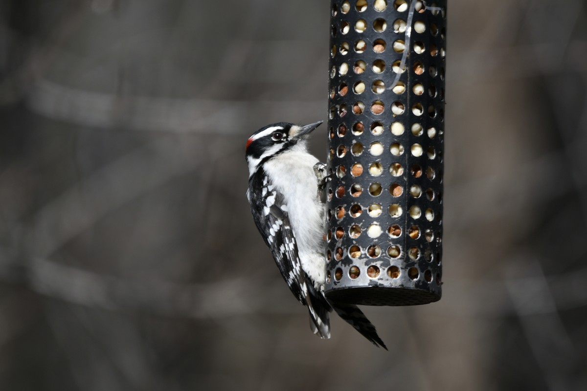 Downy Woodpecker - ML615765047