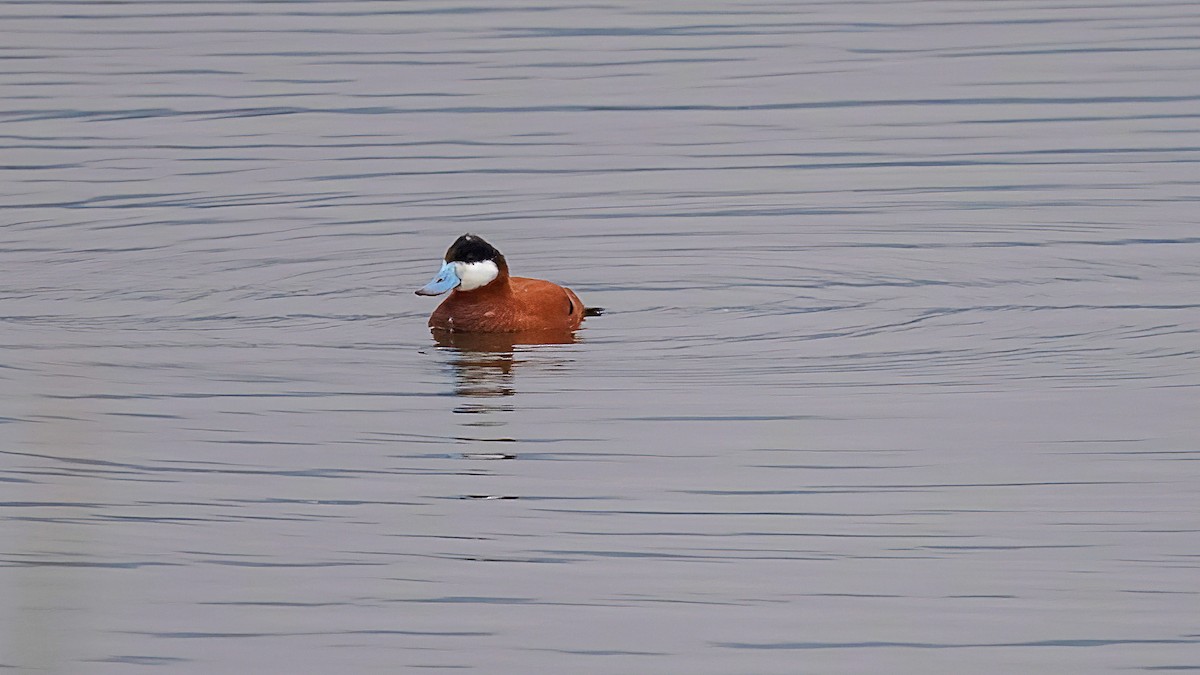 Ruddy Duck - ML615765054