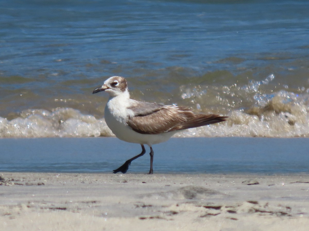 Mouette de Franklin - ML615765062