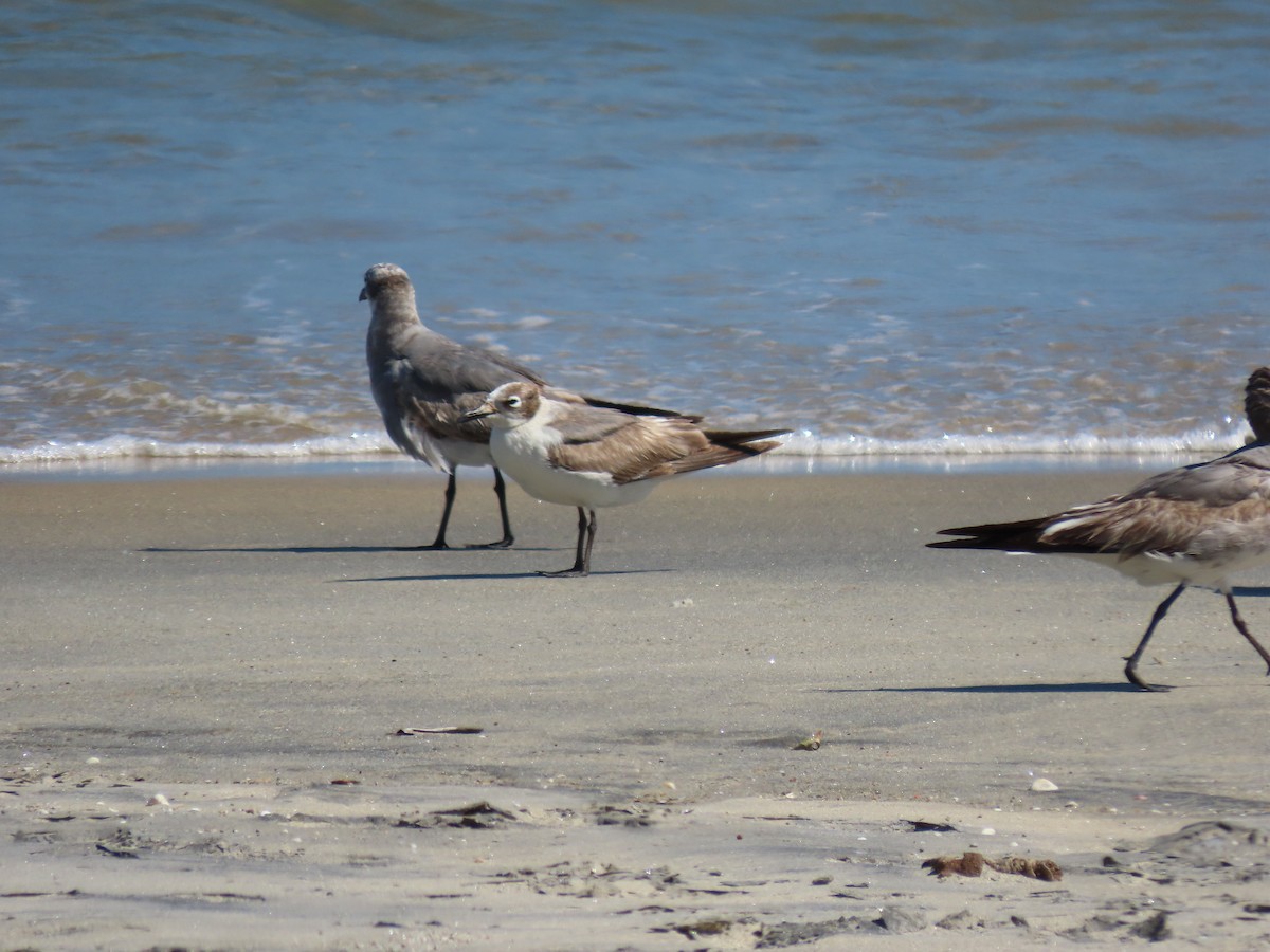 Franklin's Gull - Kim Clark