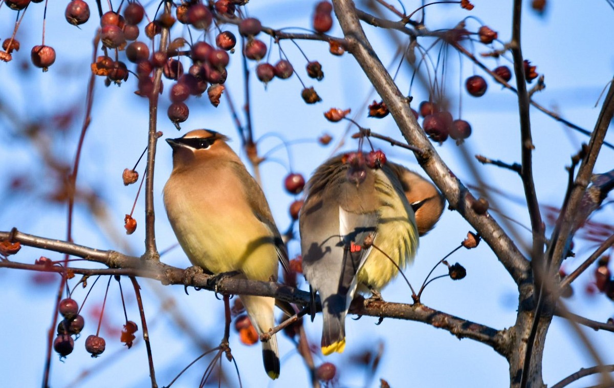 Cedar Waxwing - Florence Blais