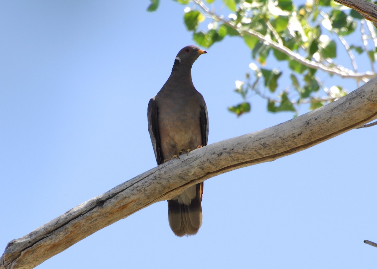 Band-tailed Pigeon - Deborah House