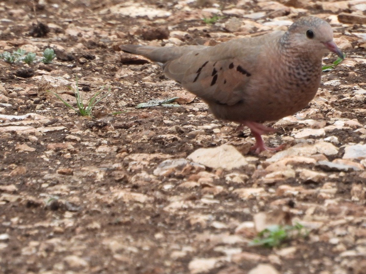 Common Ground Dove - Louise Haney