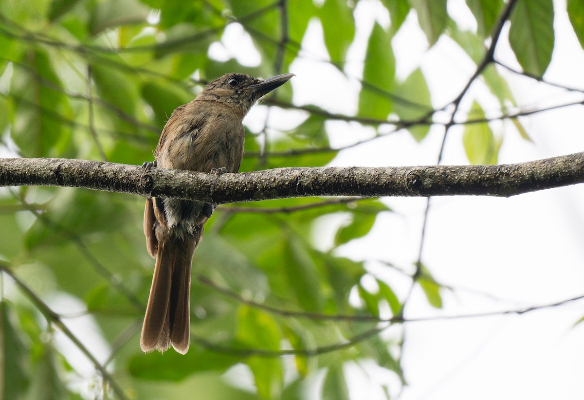 Black-throated Shrikebill - ML615765109