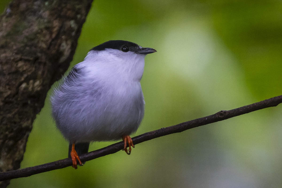 White-bearded Manakin - ML615765179