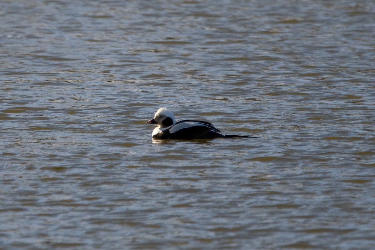Long-tailed Duck - ML615765187