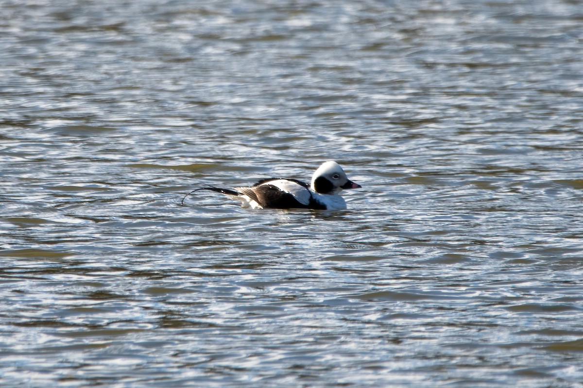Long-tailed Duck - ML615765188