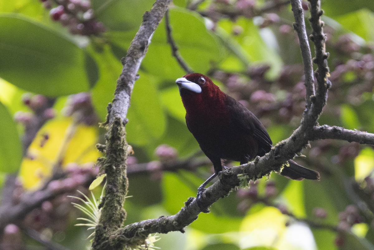 Silver-beaked Tanager - Obie Gilkerson