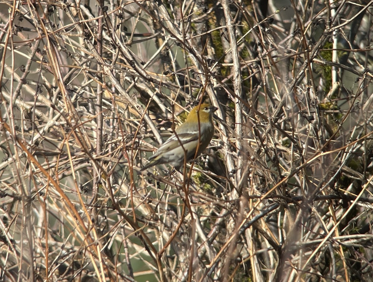 Pine Grosbeak - Bill Shelmerdine