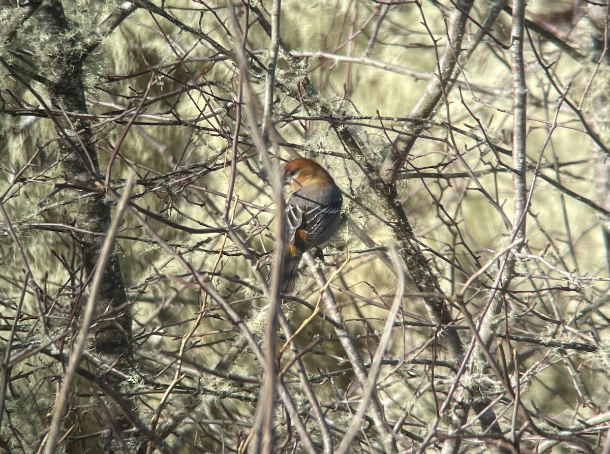 Pine Grosbeak - ML615765267