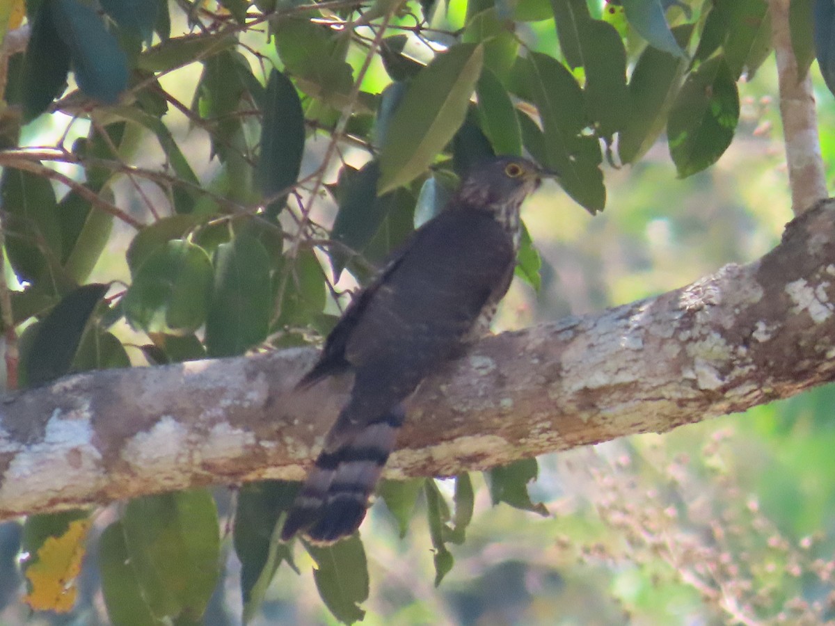 Large Hawk-Cuckoo - ML615765365