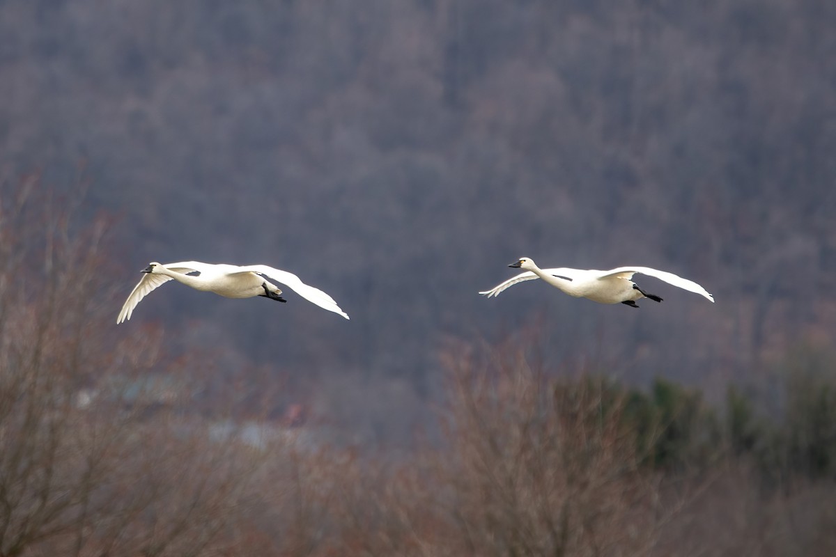 Tundra Swan - ML615765461