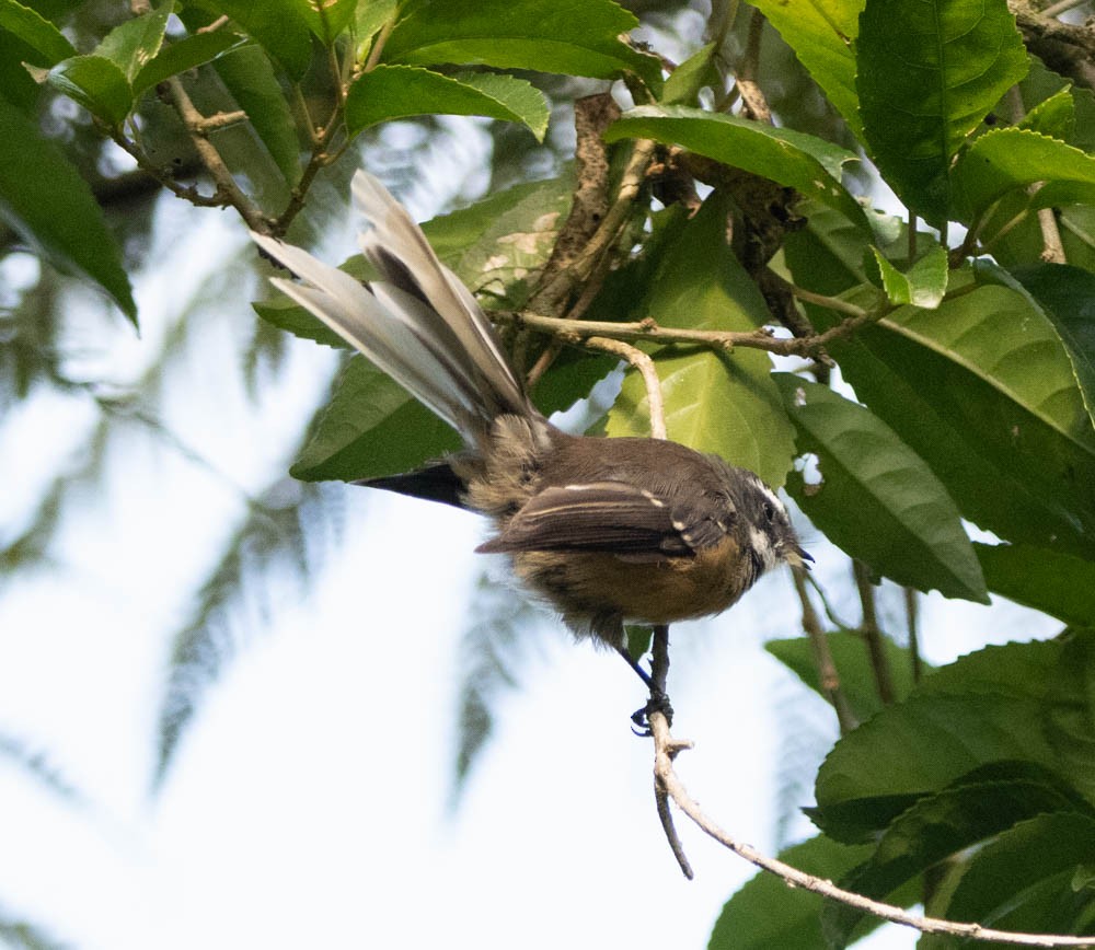 New Zealand Fantail - ML615765465