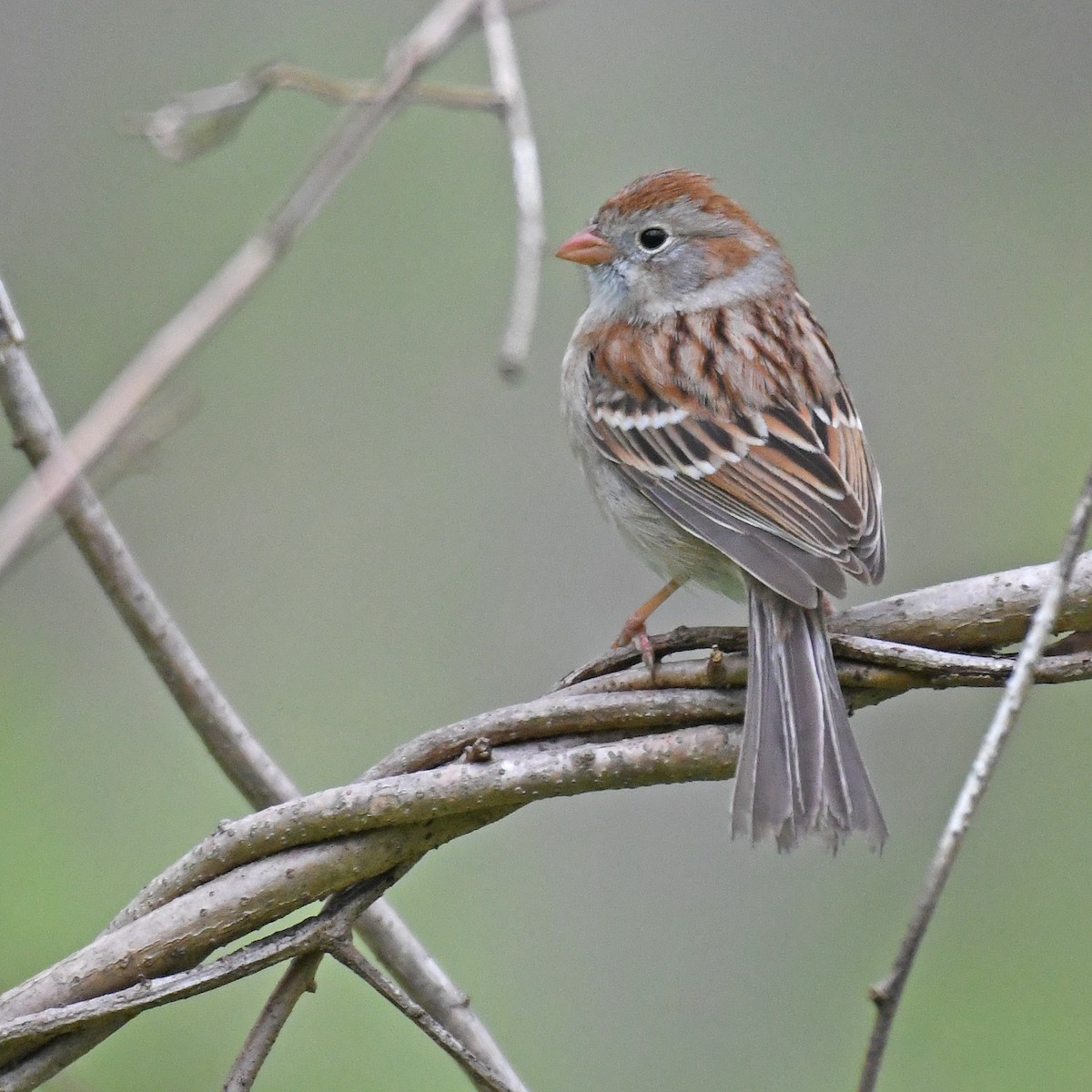 Field Sparrow - ML615765521