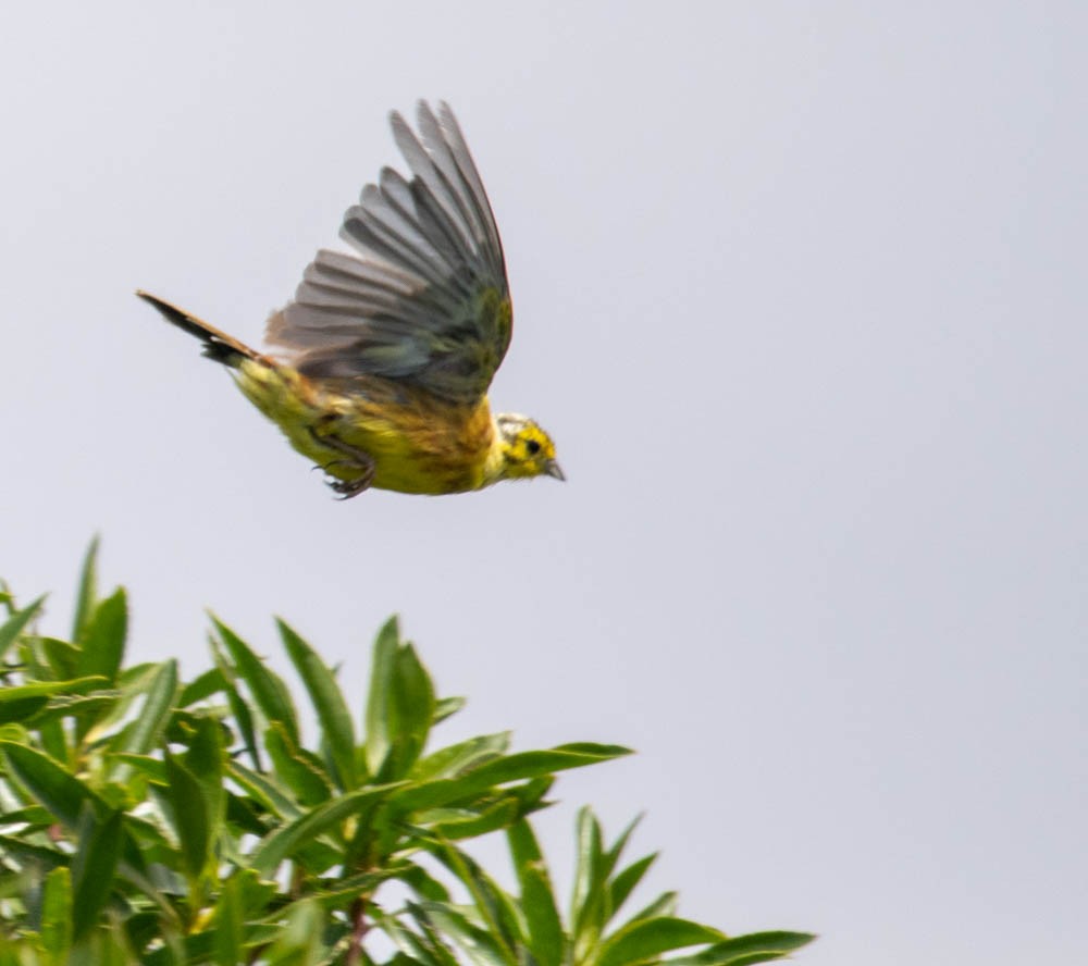 Yellowhammer - ML615765528