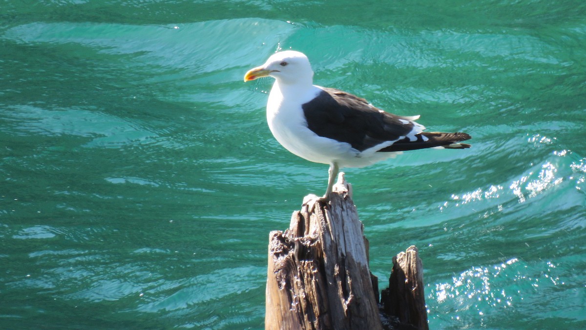 Kelp Gull - ML615765585
