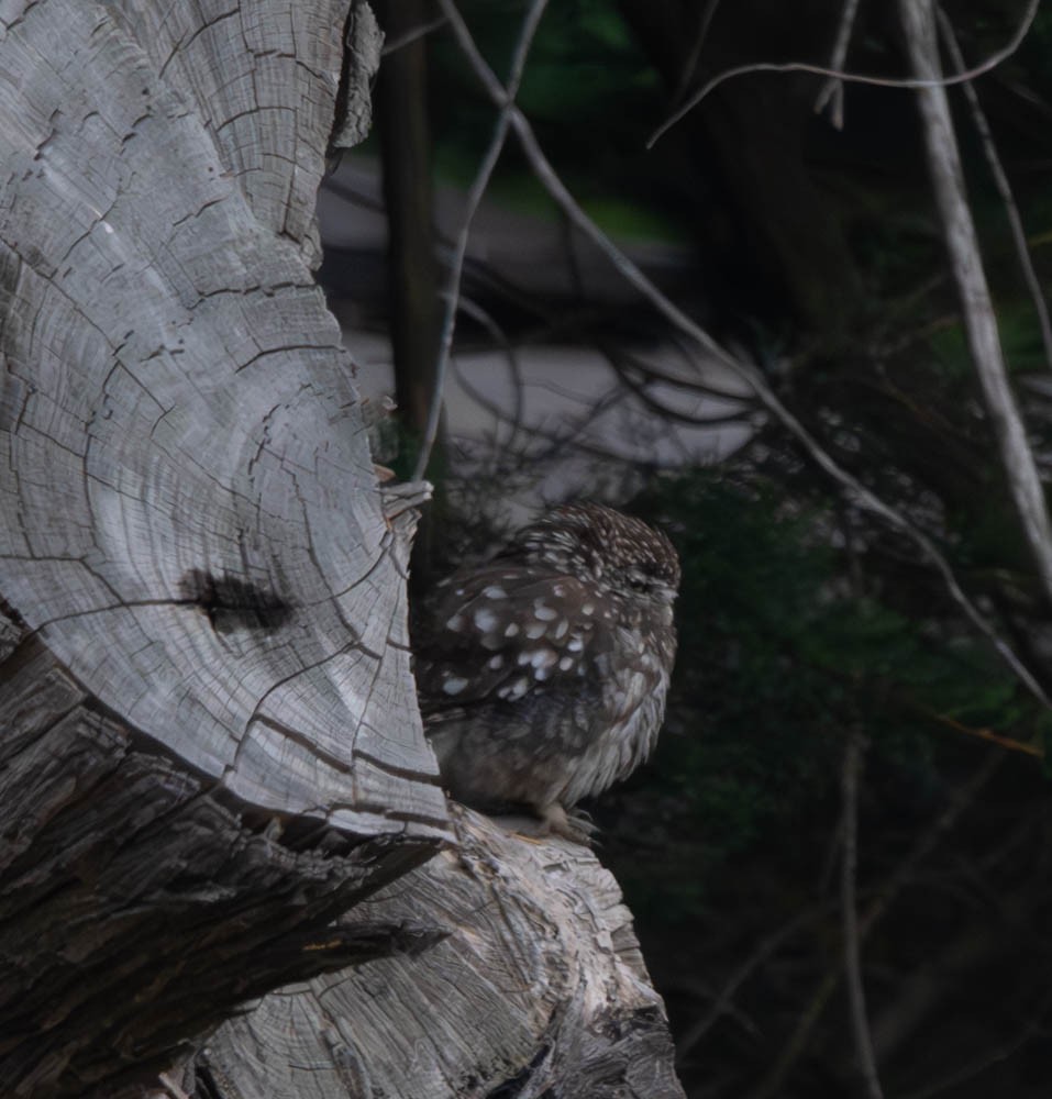 Little Owl - ML615765631