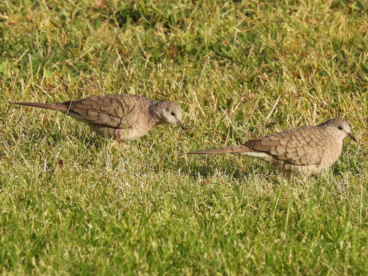 Inca Dove - ML615765659