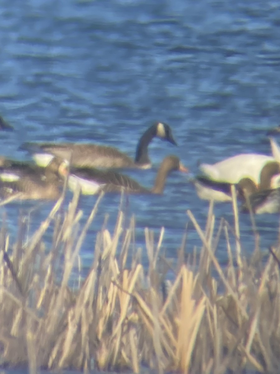 Greater White-fronted Goose - ML615765663