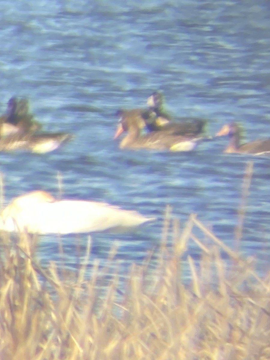 Greater White-fronted Goose - ML615765664