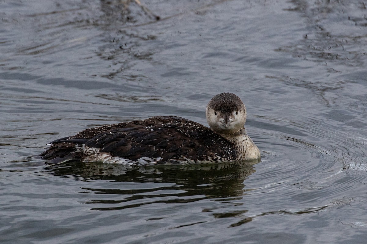 Red-throated Loon - Dorna Mojab