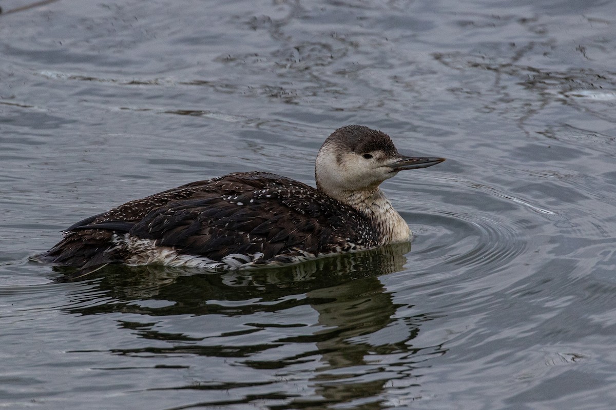 Red-throated Loon - ML615765674