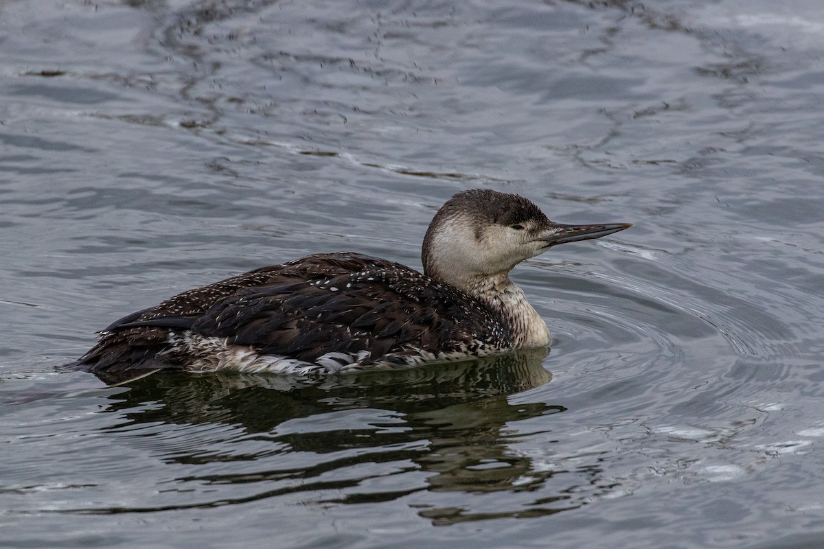 Red-throated Loon - Dorna Mojab