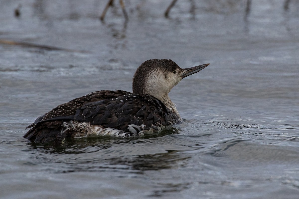Red-throated Loon - ML615765677