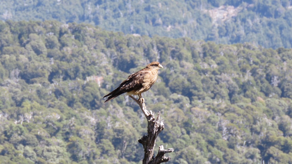 Chimango Caracara - ML615765768