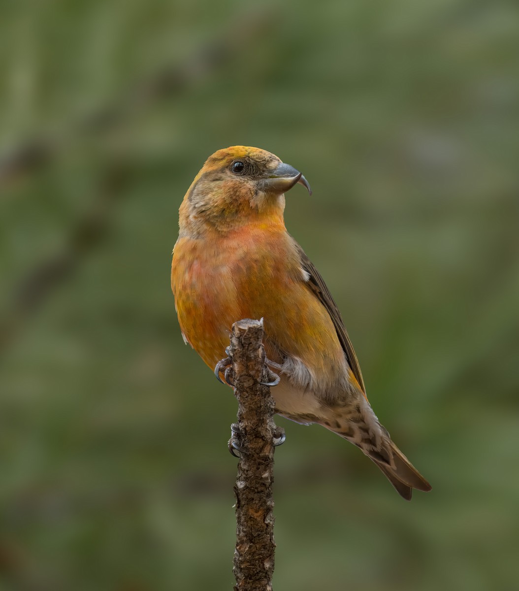 Red Crossbill - ML615765808