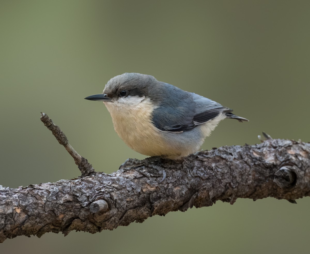 Pygmy Nuthatch - ML615765815