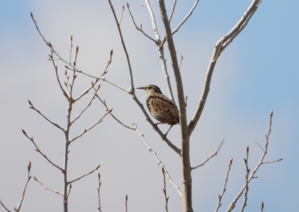 Western Meadowlark - ML615765877