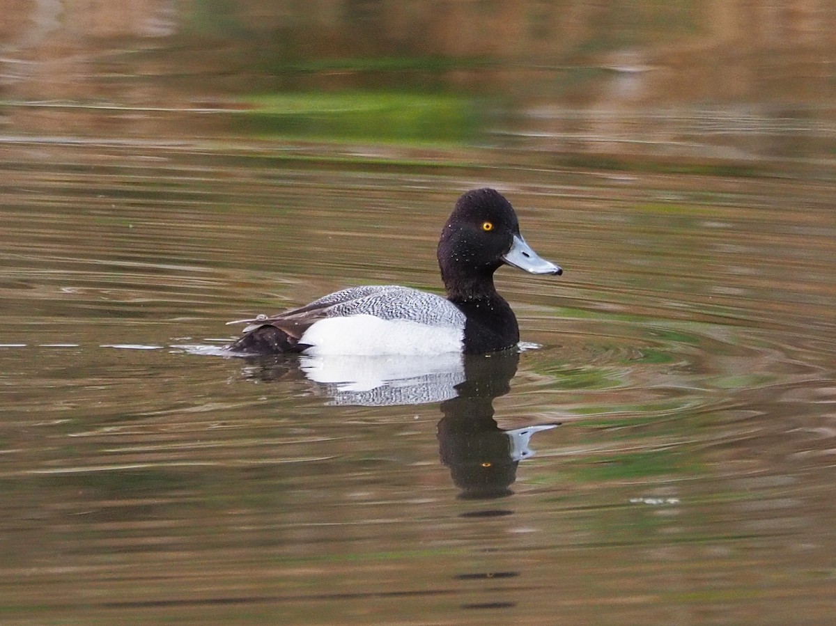 Lesser Scaup - ML615765905