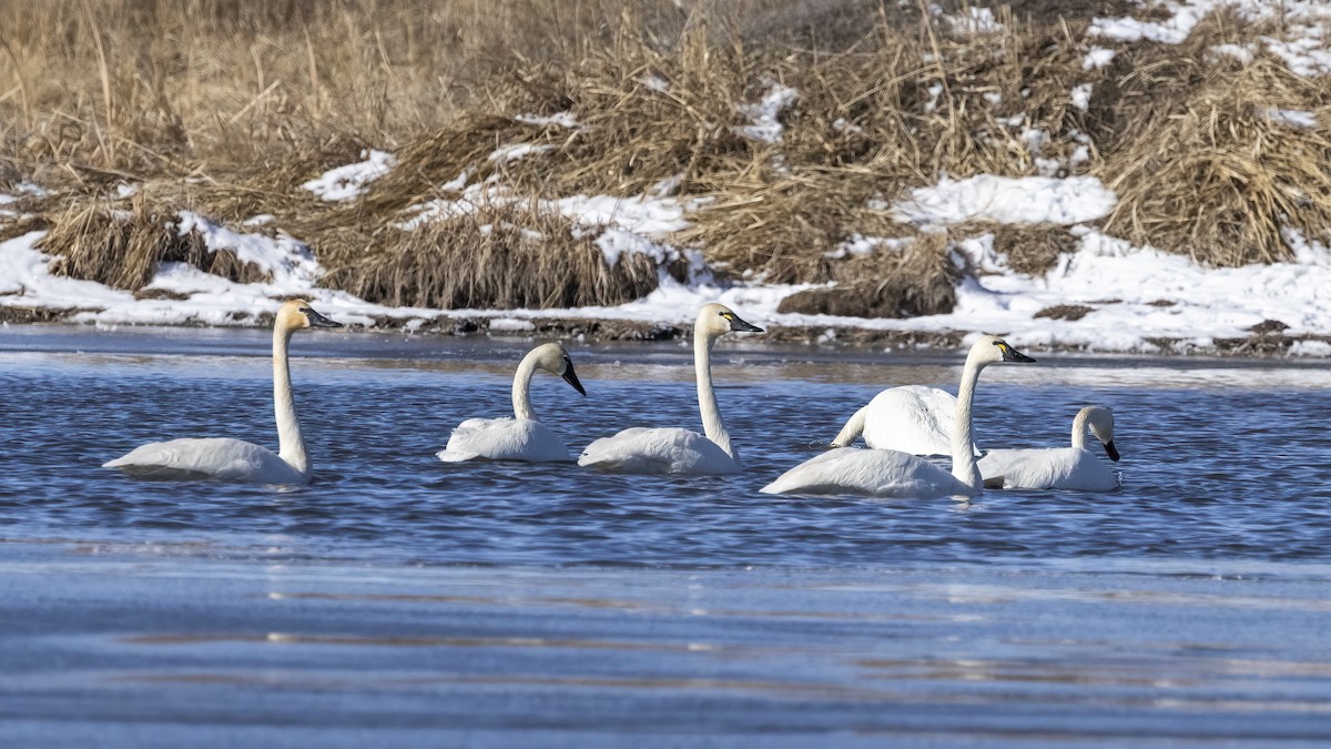 Tundra Swan - ML615765931