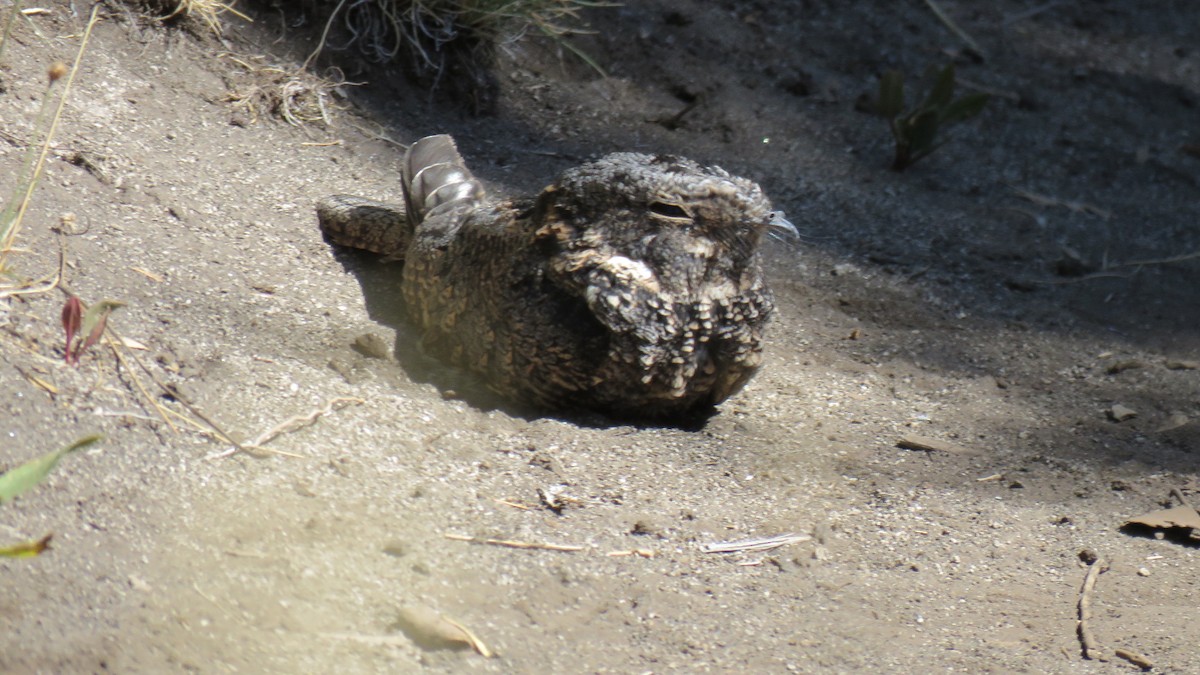Band-winged Nightjar - ML615765949