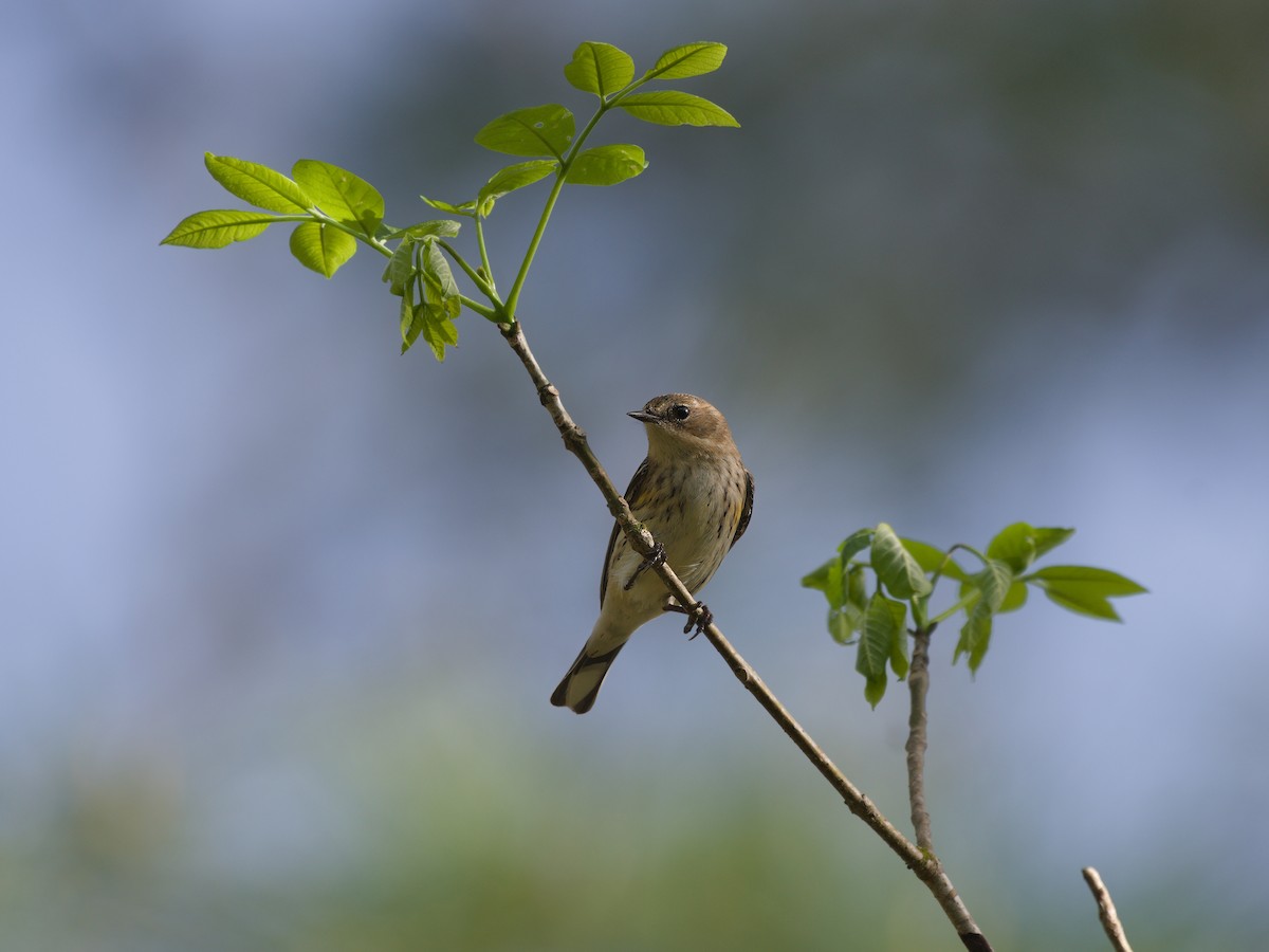 Yellow-rumped Warbler - ML615766019