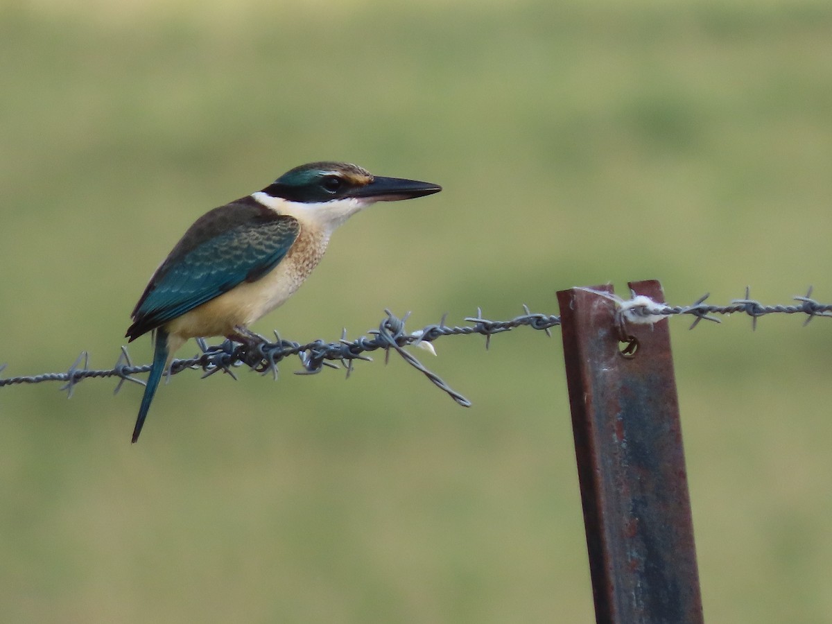 Sacred Kingfisher - ML615766021