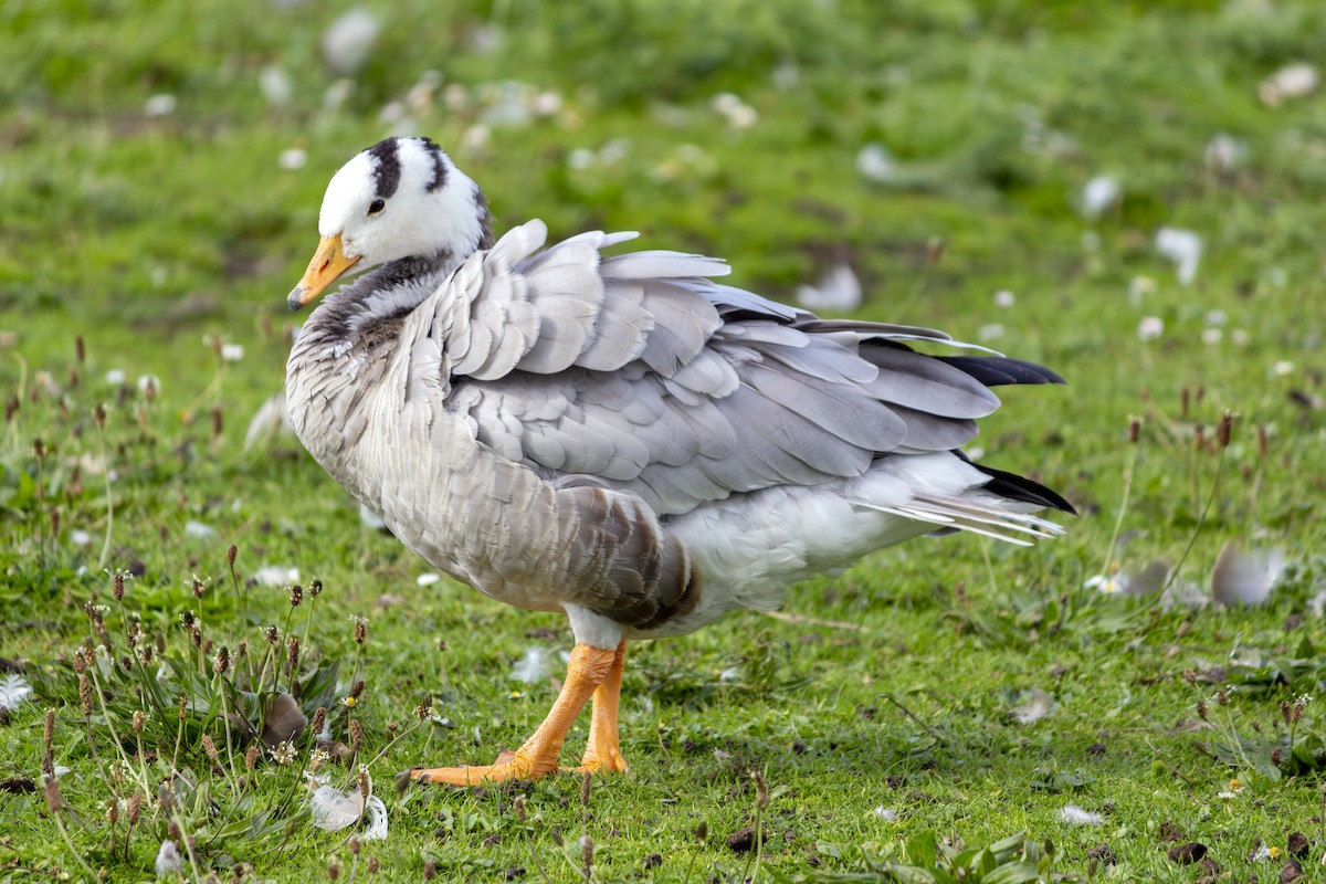 Bar-headed Goose - ML615766025