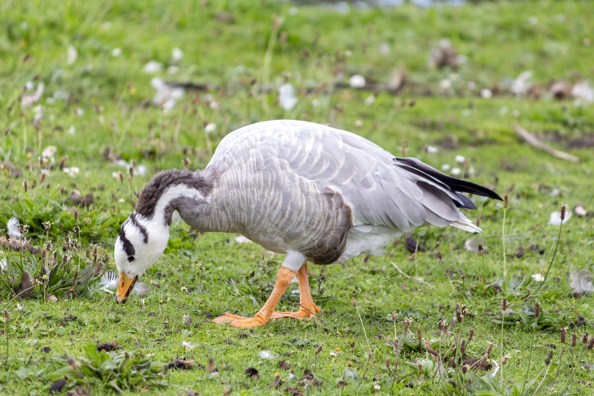 Bar-headed Goose - ML615766027