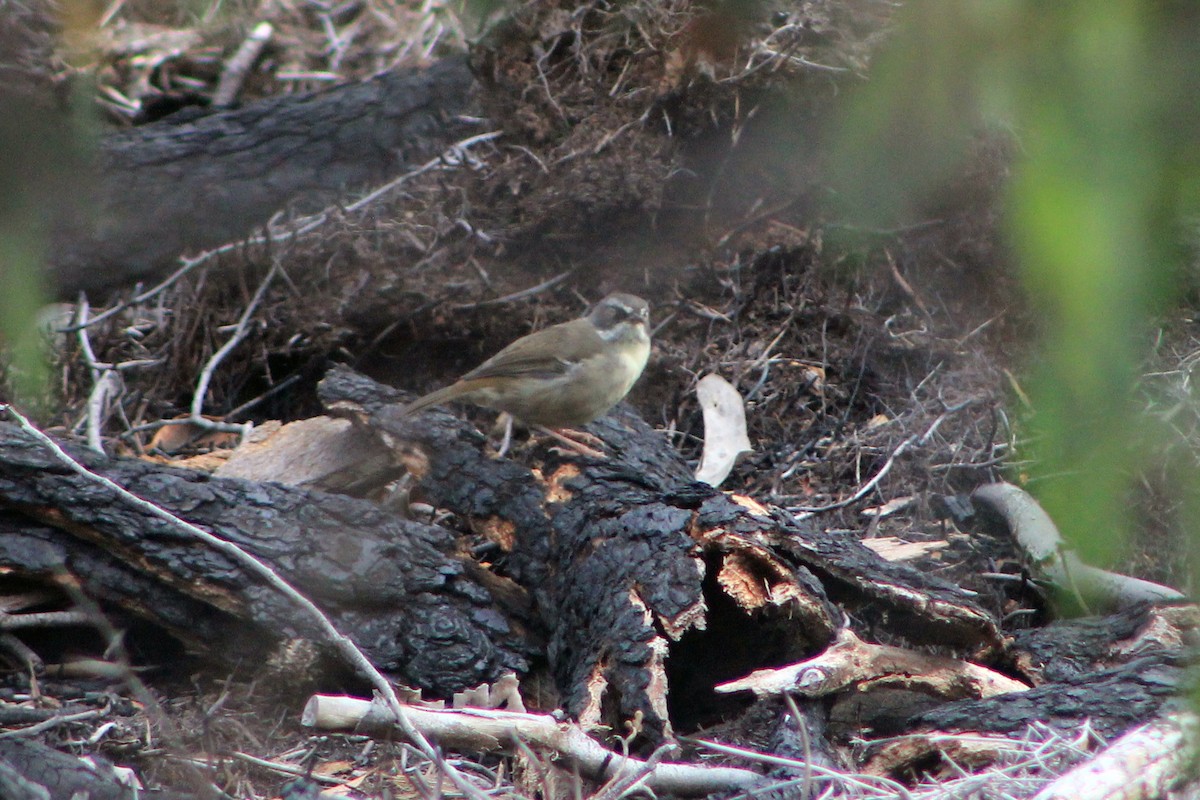 Weißbrauensericornis - ML615766033